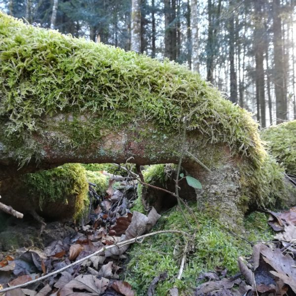 Moosbeinchen