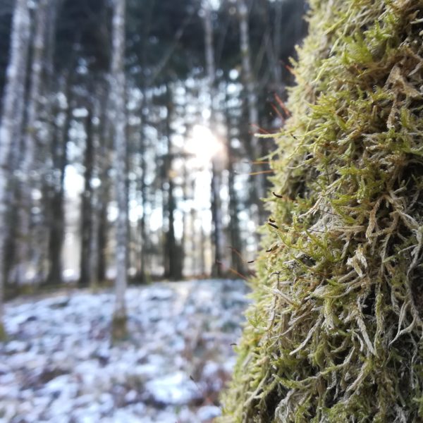 Fleckchen