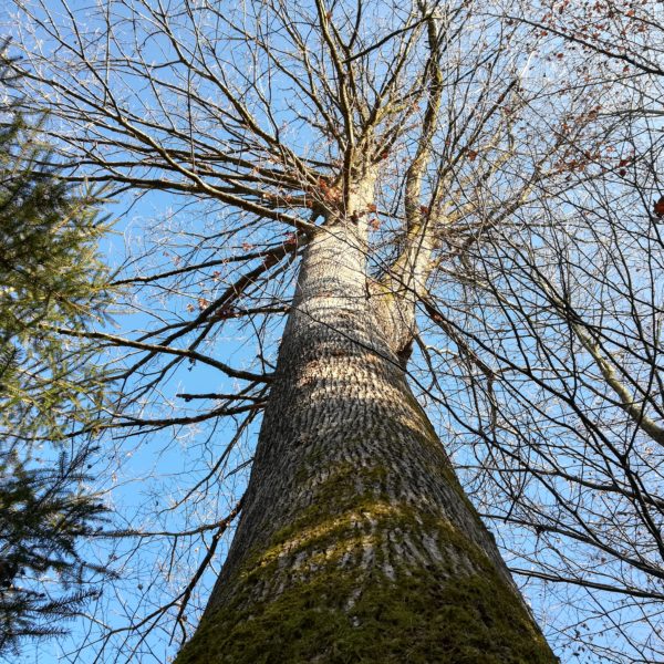 Königin des Waldes