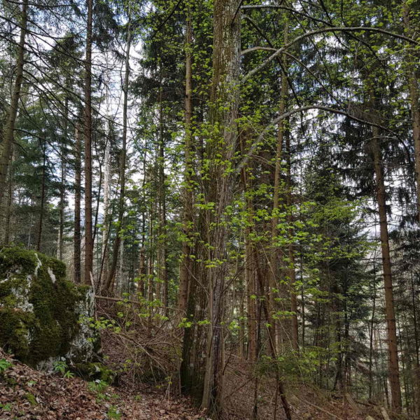 Goldvreneli-Linde