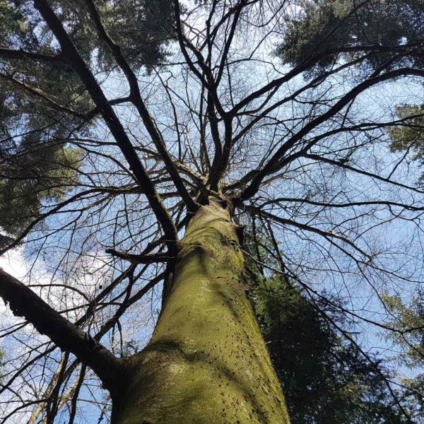 Sonnenschein-Buche
