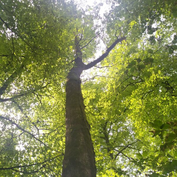 Versteckis-Eiche