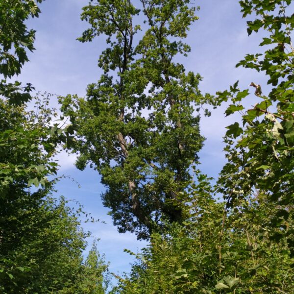 Stimmgabel