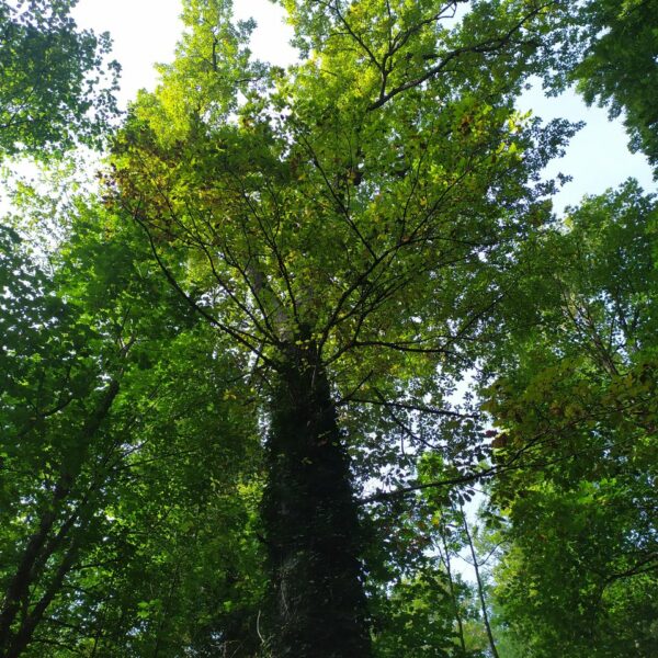 Das Geheimversteck