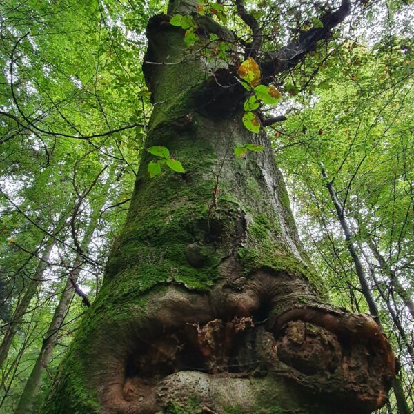 Masken-Buche