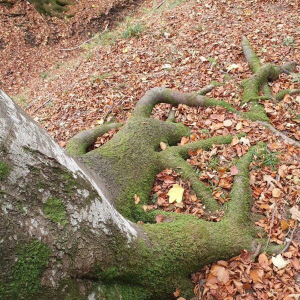 Kuppenbuche