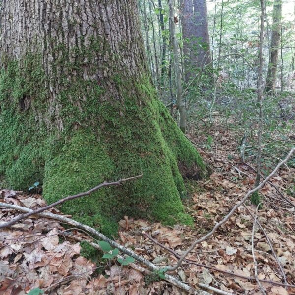 Bigfoot-Eiche