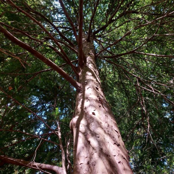 Ent-Eibe