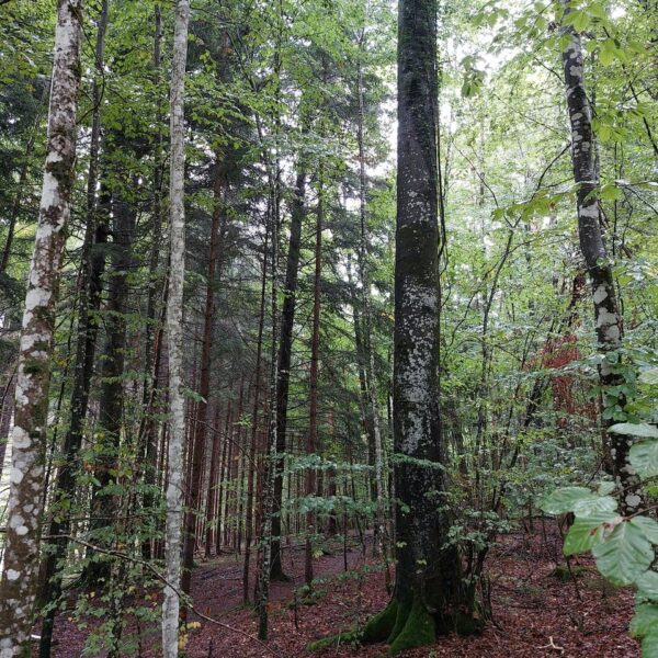 Grenzwächter