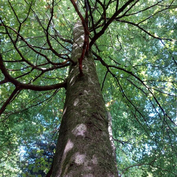 Obacht-Buche