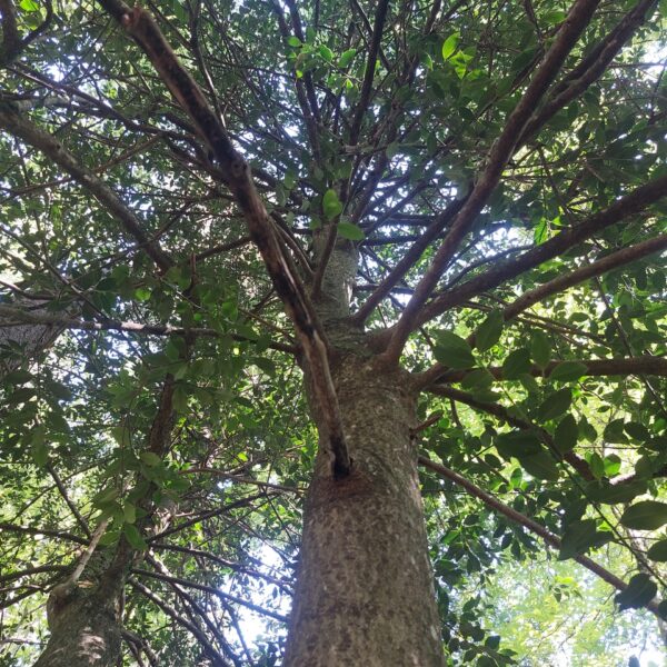Palmenlieb
