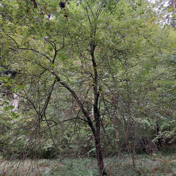 Solitär-Weide