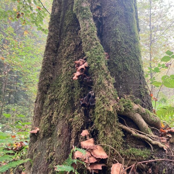 The Mushroom