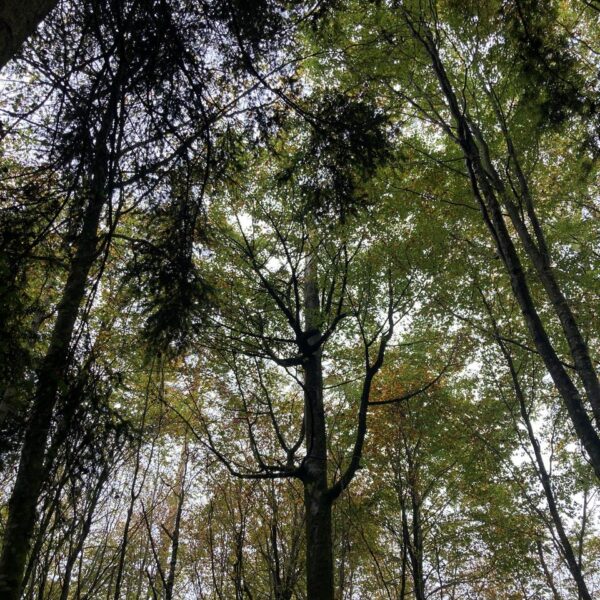 Totem-Buche