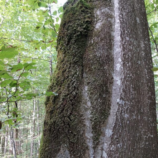 Trail-Buche