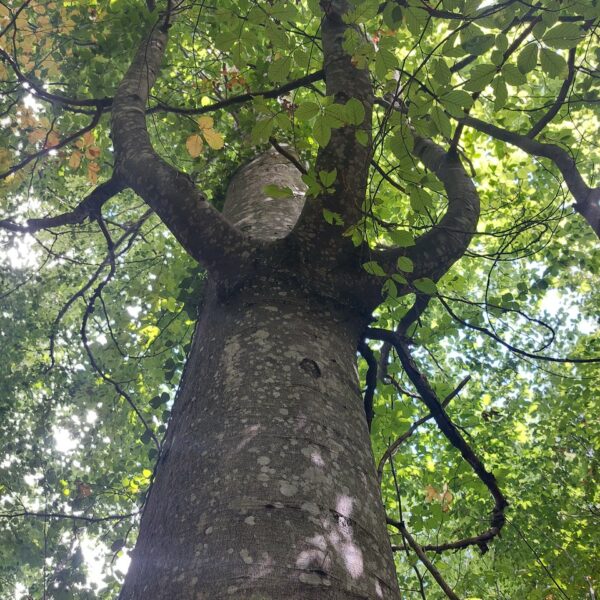 Yuribaum