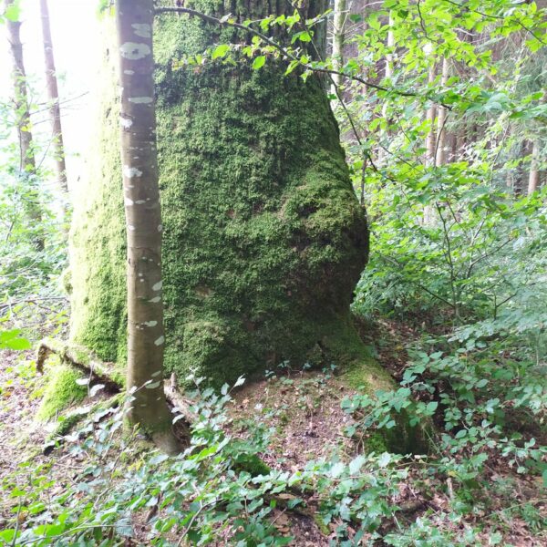 Hathor-Eiche