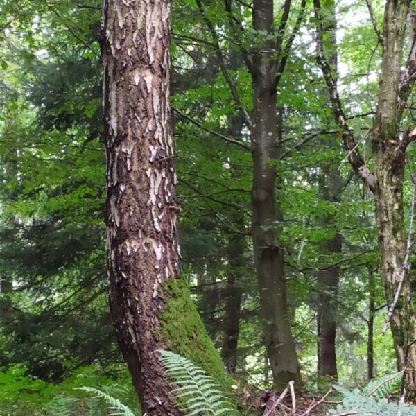 Pollock-Birke