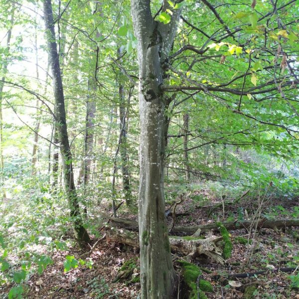 Runzelstilzchen
