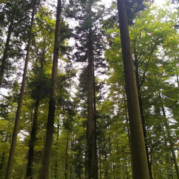 Girlande