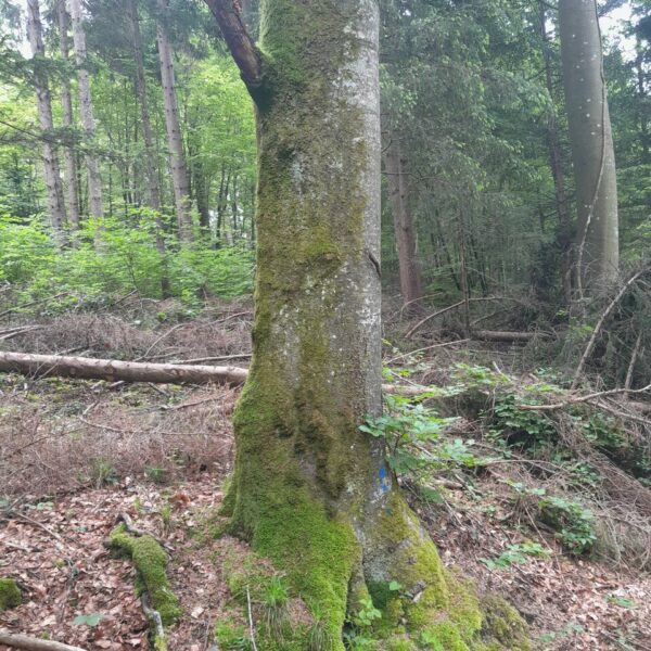 Moosiger Zwerg
