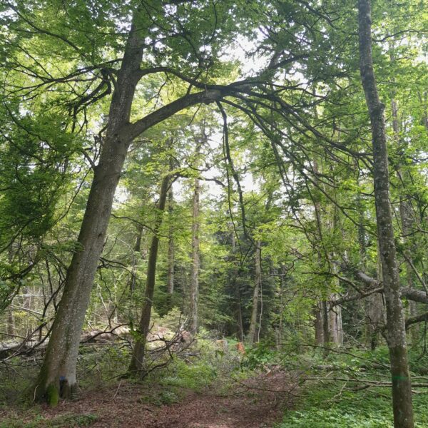 Tragende Säule