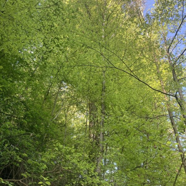 Bueche-Grosi