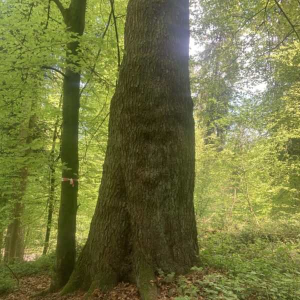 Tanne Gigant