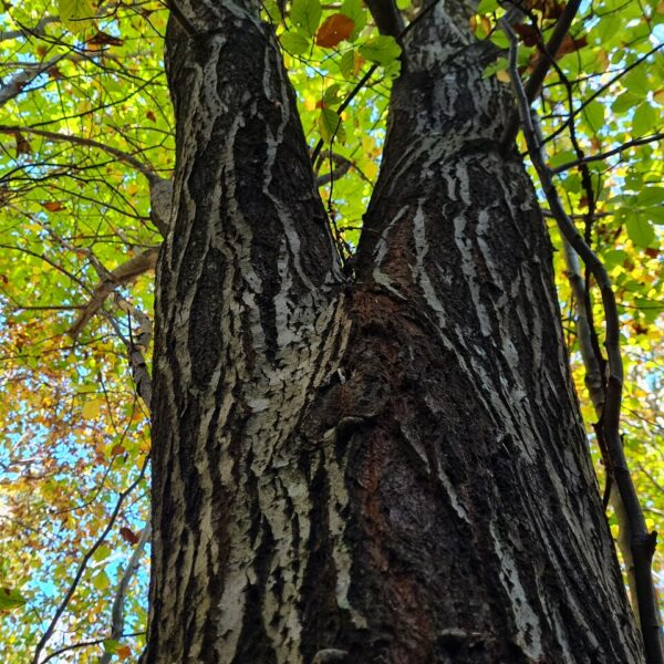 Bienlibaum