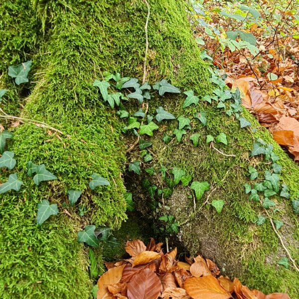 Liebesbrief-Buche