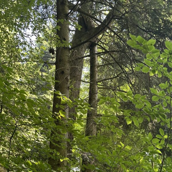 Eiche mit Spazierstock