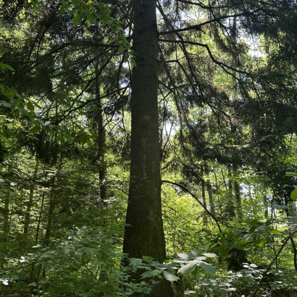 Der grüne Riese