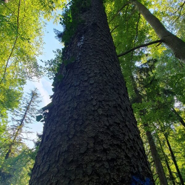 Harz-Fichte