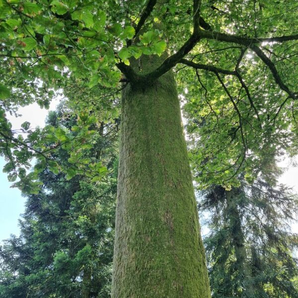 www (wide wild wüchsig)