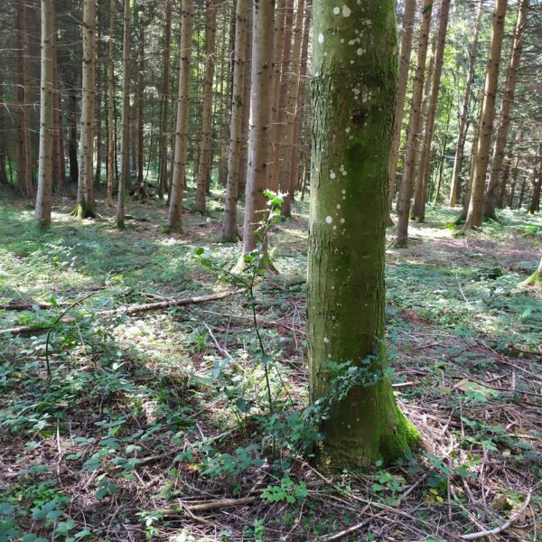 Froschkönig