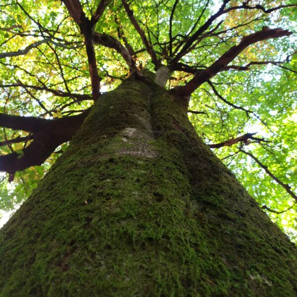 Greenfoot