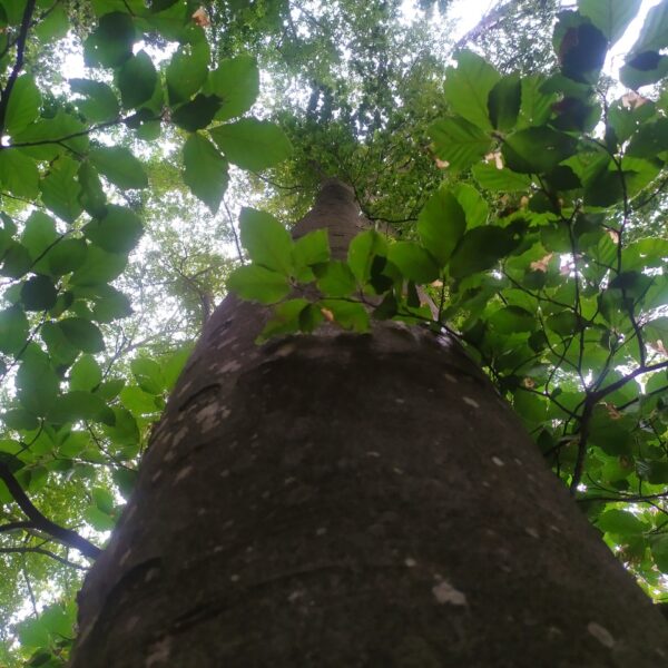 Madagaskar
