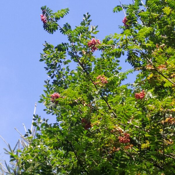 Papageienbaum