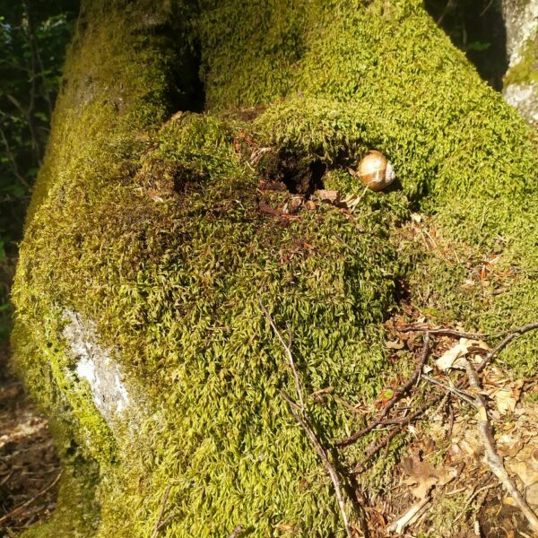Schneckenversteck