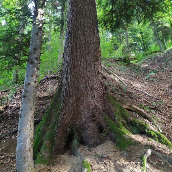 Täufer-Tanne