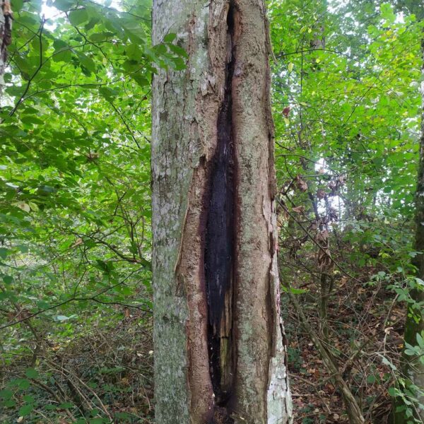Pipistrello