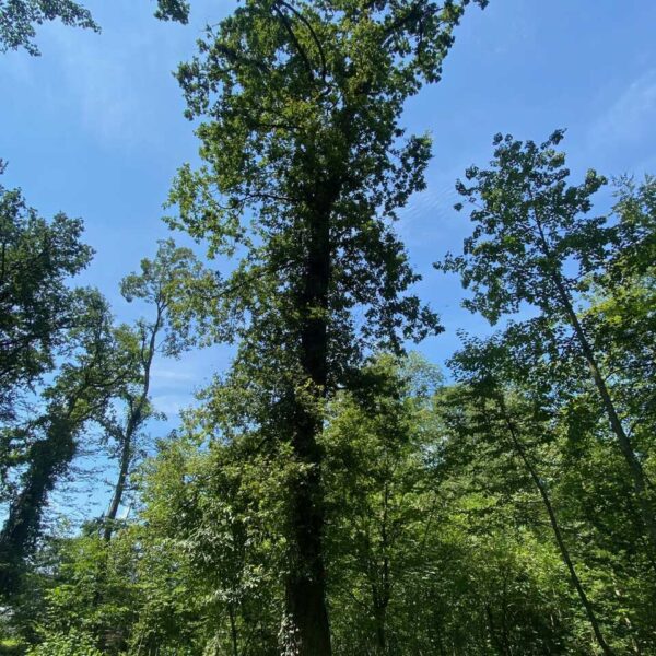 Windmüli