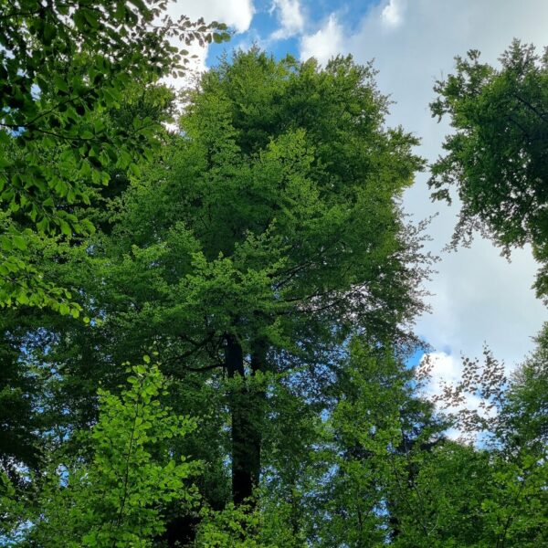 Doppelsynchronli