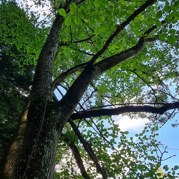 Frühlingsbote