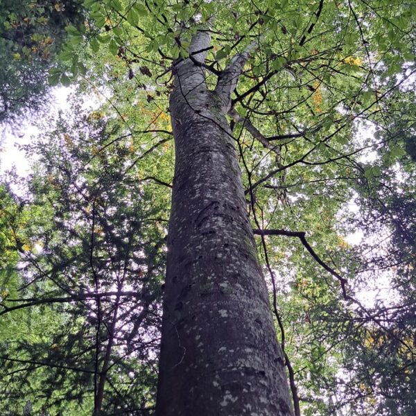 Gabelbuche