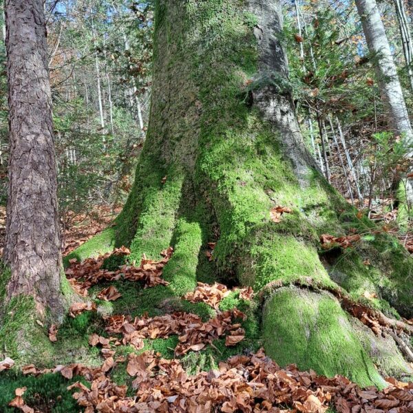 Säulen-Buche