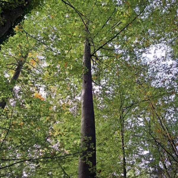 Specht-Buche