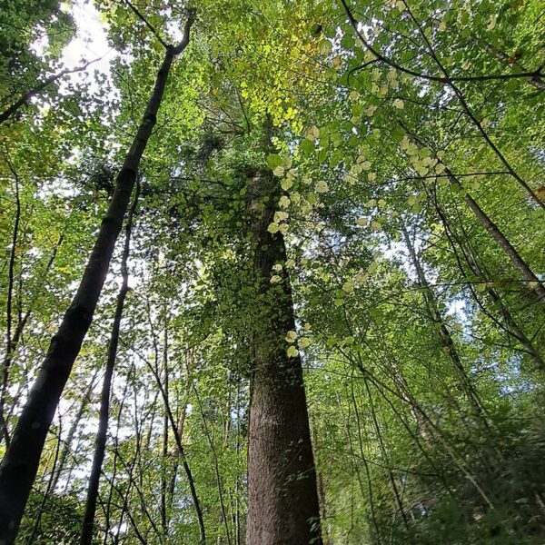 Turm-Tanne