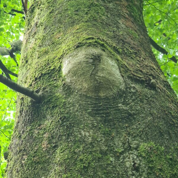 Kämpfernatur
