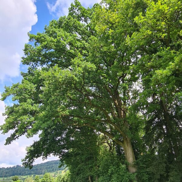 Riesen-Schweif